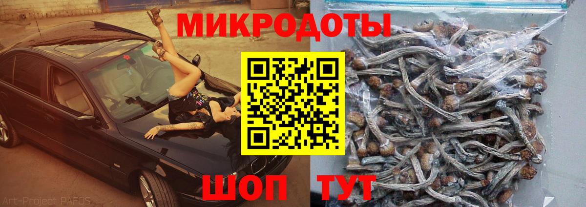 Галлюциногенные грибы Psilocybe Янаул